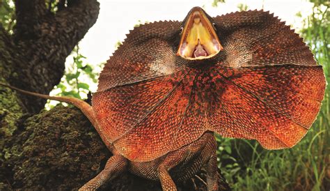  Frilled Lizard: Can This Master of Disguise Really Trick Predators into Thinking It's Bigger Than It Actually Is?