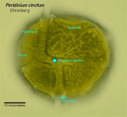 Peridinium! An Exquisite Protist Known for Its Bioluminescent Prowess