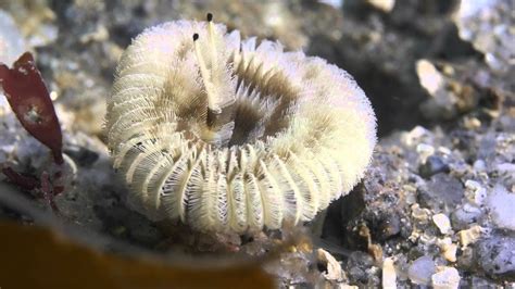  Sabellid Worm:  A Remarkable Architect of Tiny Coral Castles, Building Exquisite Homes With Their Own Secretions!