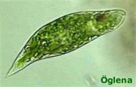  Euglena: Bu Gizemli Tek Hücreli Yaratık Bir Fotosentetik Hayvan mıdır, Değil midir?