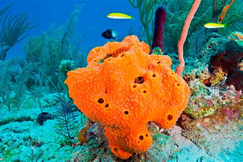  Isidis Sponge: Discovering the Colorful Secrets of a Deep-Sea Dwelling Wonder!