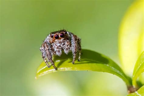  Jumping Spider: A Tiny Hunter With Incredible Eyesight and Astonishing Agility!