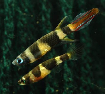  Kilifish: Can These Tiny Fish With Their Vivid Colors and Remarkable Adaptability Truly Conquer Any Habitat?