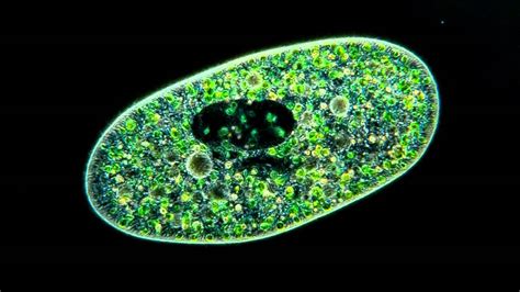  Paramecium: The Tiny Tornado With An Appetite For Algae That Never Sleeps!