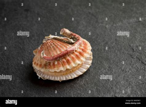  Queen Scallop: Bilinen Bir Deniz Kabuğu İçin Daha Fazlasını Keşfedin!