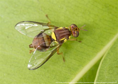  Queensland Fruit Fly:  Can This Tiny Creature With Metallic Wings Actually Predict The Weather?