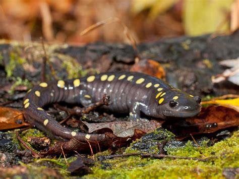  Viventia! The Blood-Sucking Fluke With A Thirst For Amphibian Adventure!